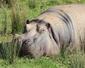Lazy Hippo